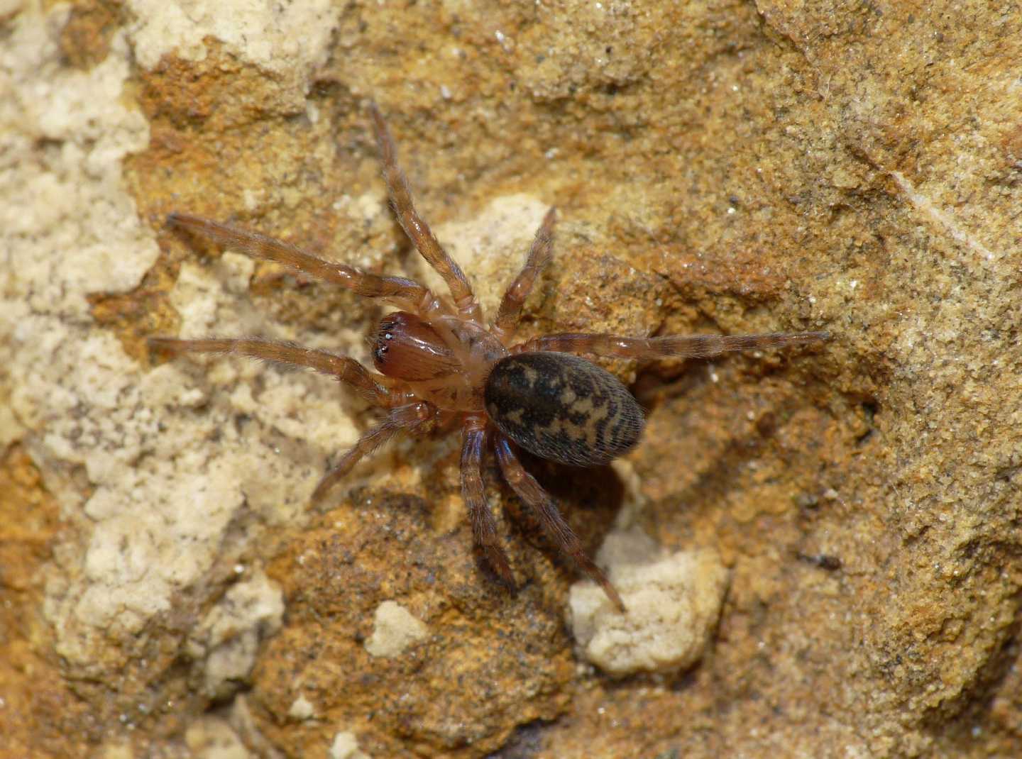 Coppia di Amaurobius